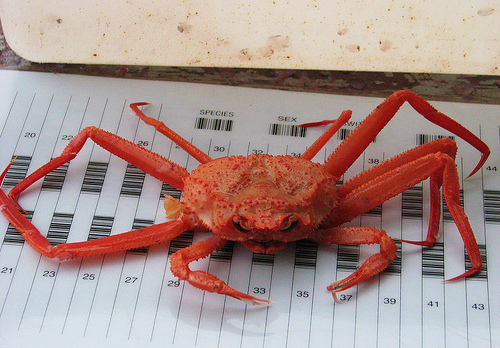 angulatus crab